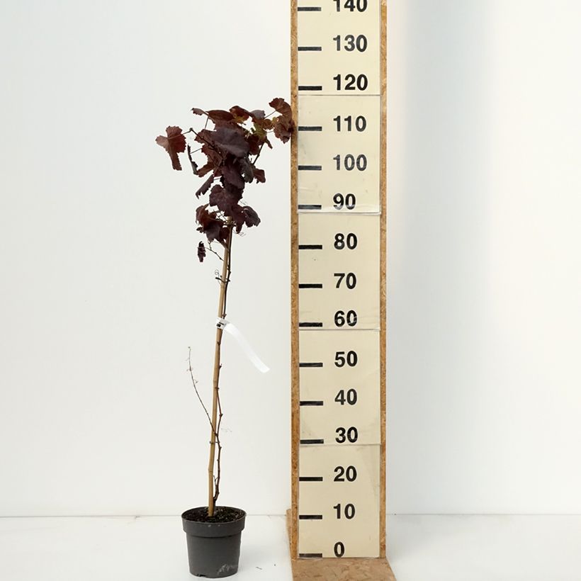 Ejemplar de Vid Purpurea Maceta 2L/3L entregado en otoño