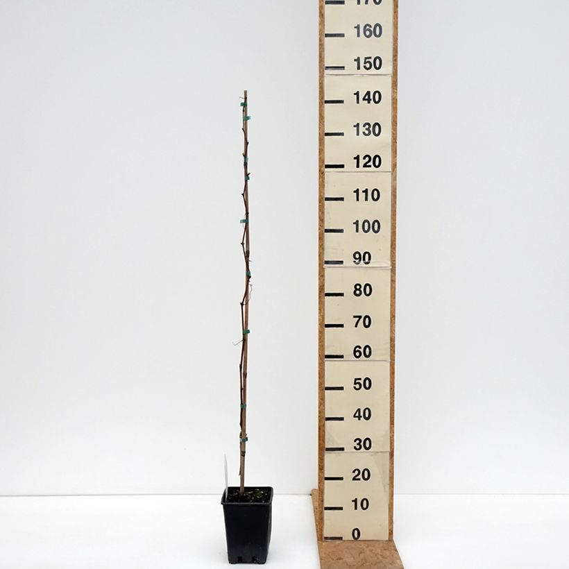 Ejemplar de Vid Agata Maceta 1,5L/2L entregado en otoño