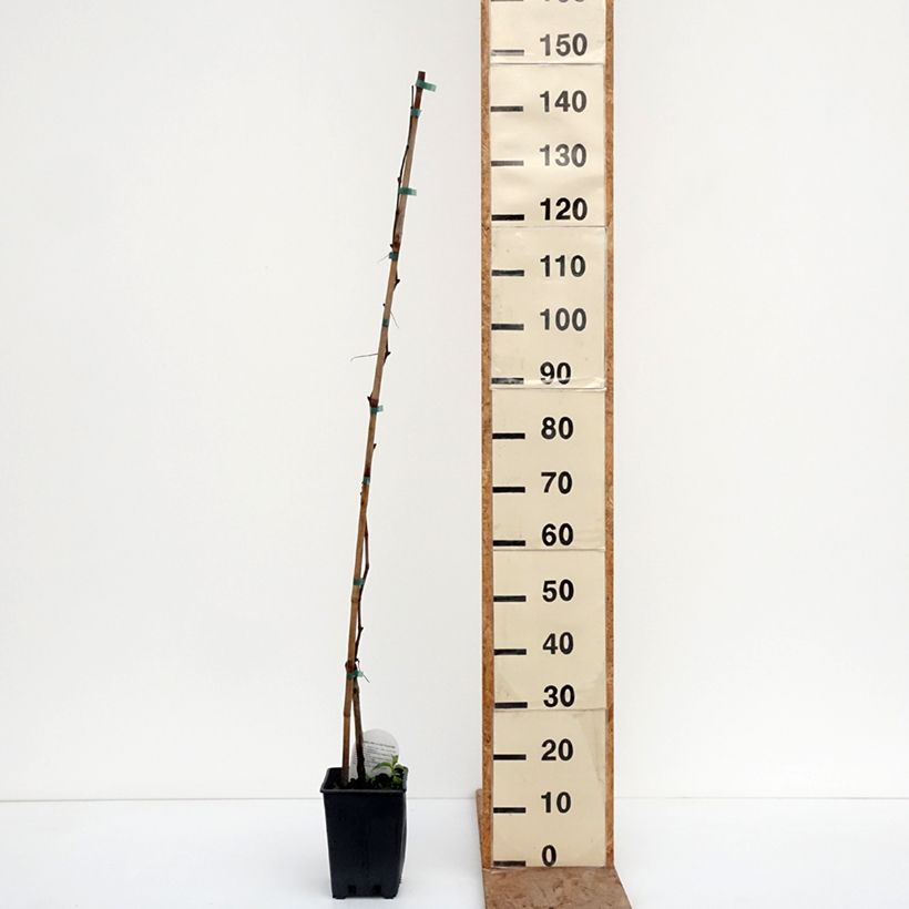 Vid Agata Maceta 1,5L/2L Ejemplar entregado en invierno