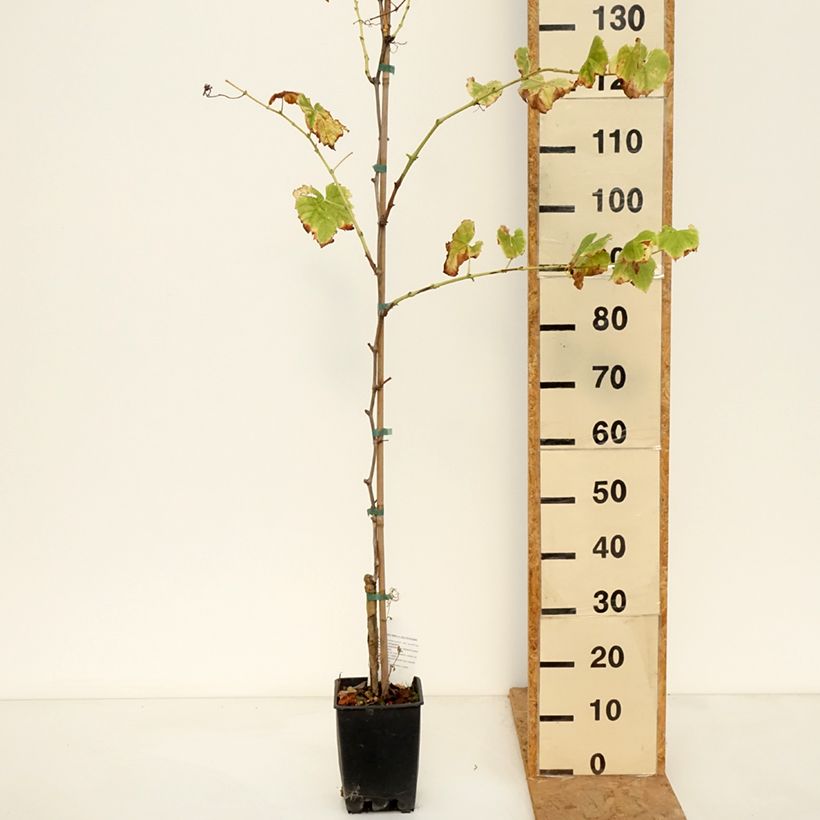 Ejemplar de Vid Ambra Maceta 1,5L/2L entregado en otoño