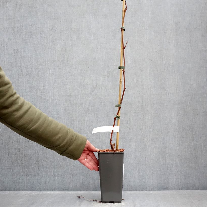 Vid Attika Maceta 2L/3L Ejemplar entregado en invierno