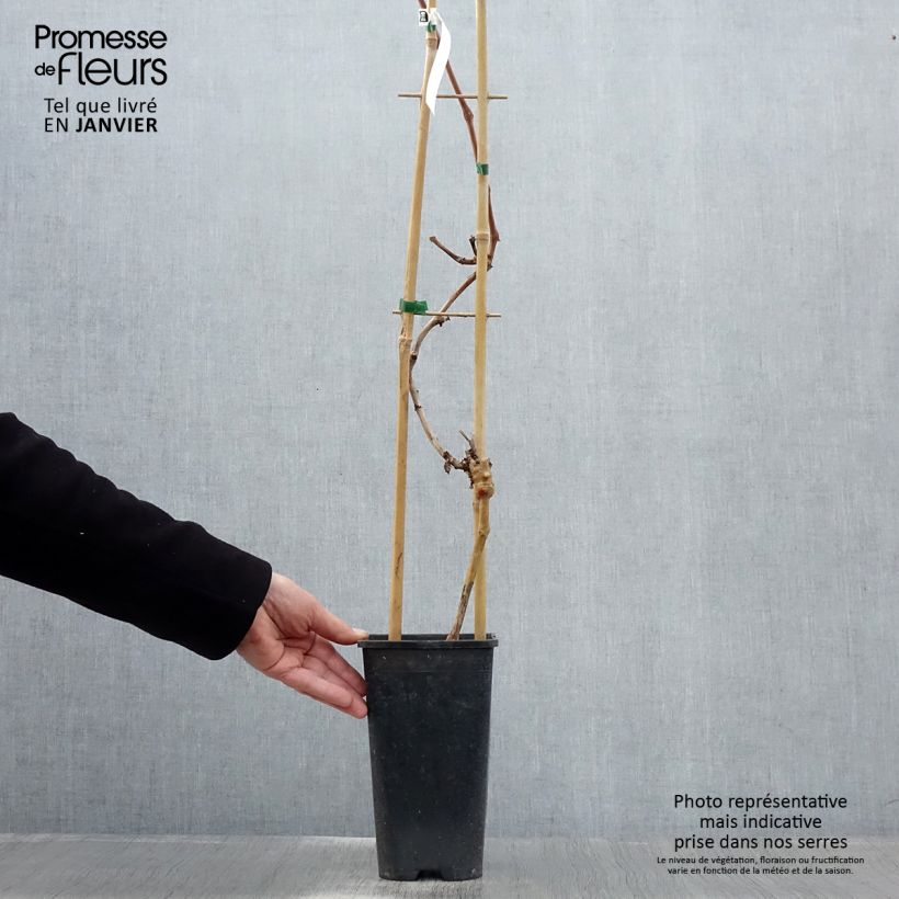 Vid Autumn Royal Maceta 2L/3L Ejemplar entregado en invierno