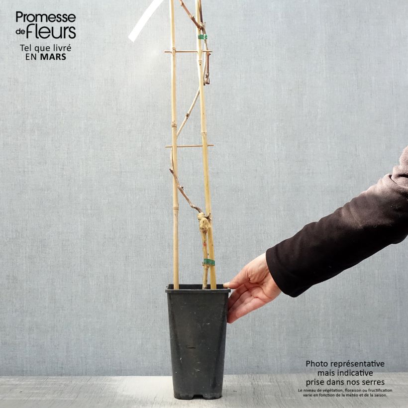 Vid Autumn Royal Maceta 1,5L/2L Ejemplar entregado en la primavera