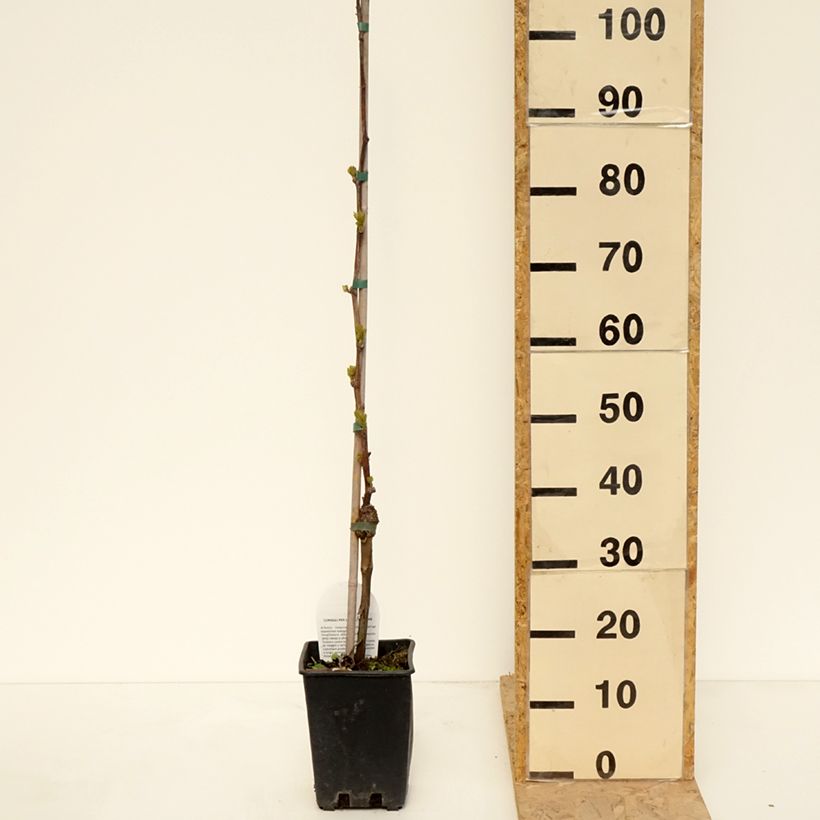 Vid Corniola Maceta 1,5L/2L Ejemplar entregado en la primavera