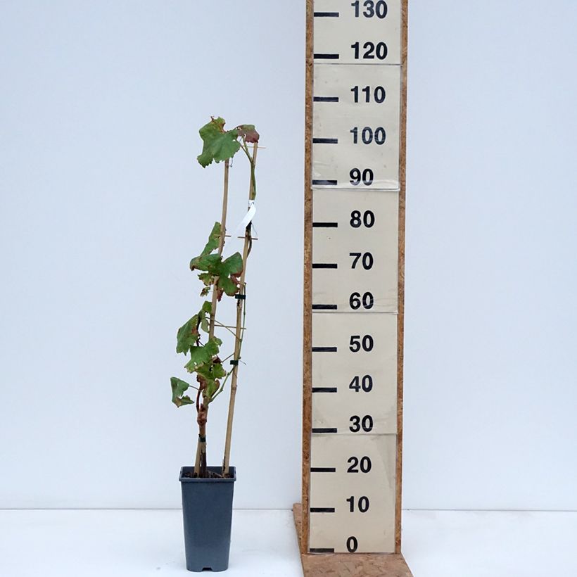 Ejemplar de Vid Crimson Seedless Maceta 3L/4L entregado en otoño