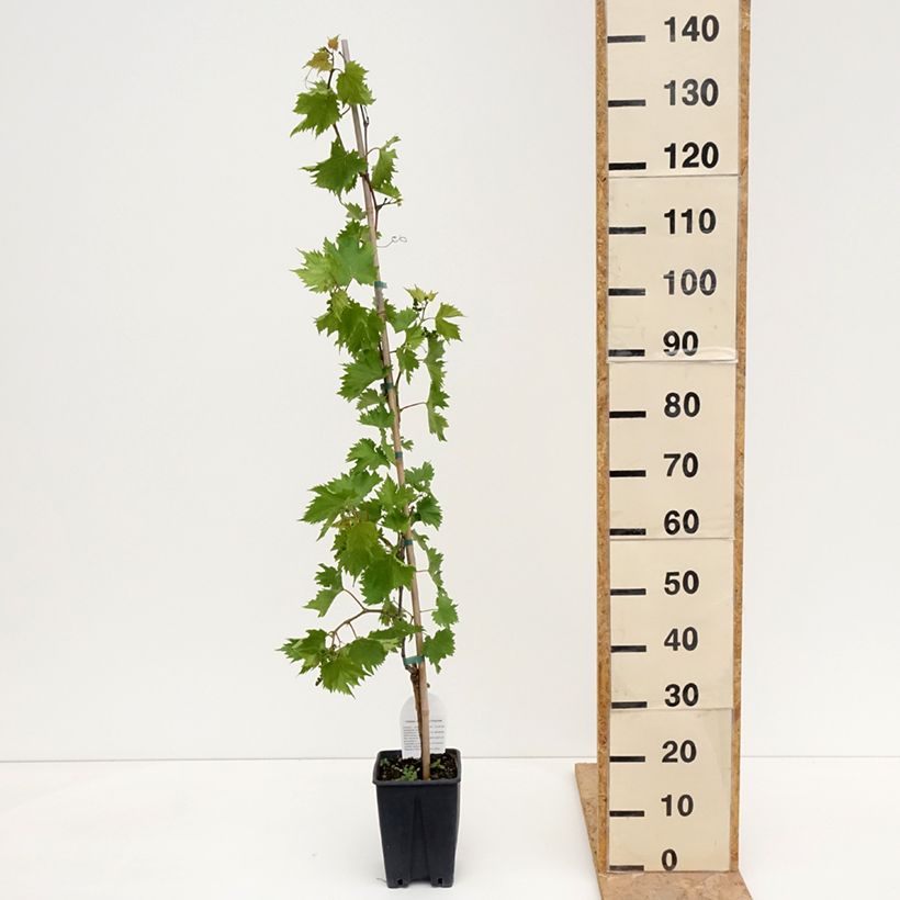 Vid Francese Bianca, Blanche de France Maceta 3L/4L Ejemplar entregado en la primavera