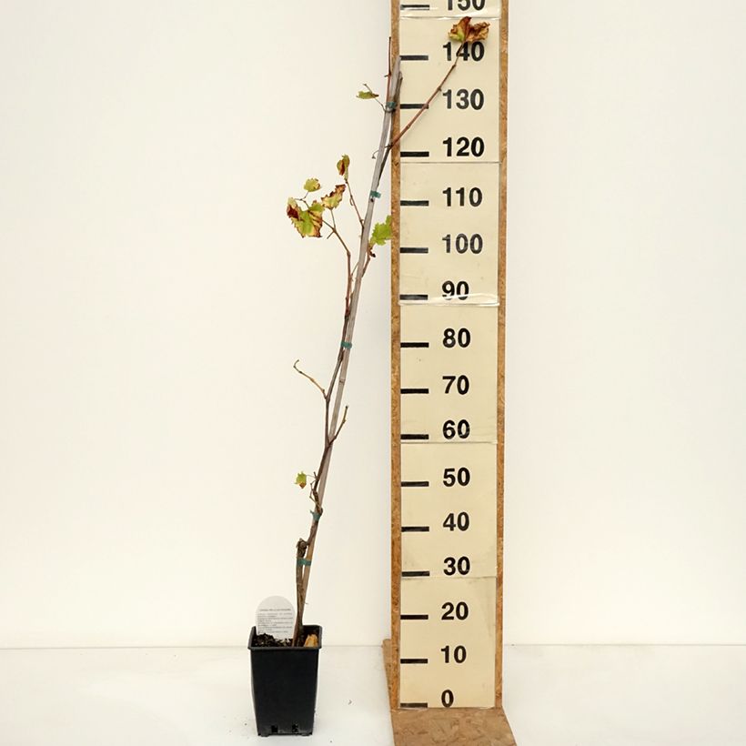 Ejemplar de Vid Francese Nera, Noire de France Maceta 1,5L/2L entregado en otoño