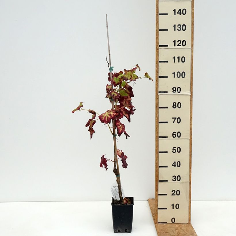 Ejemplar de Vid Leopoldo Maceta 1,5L/2L entregado en otoño
