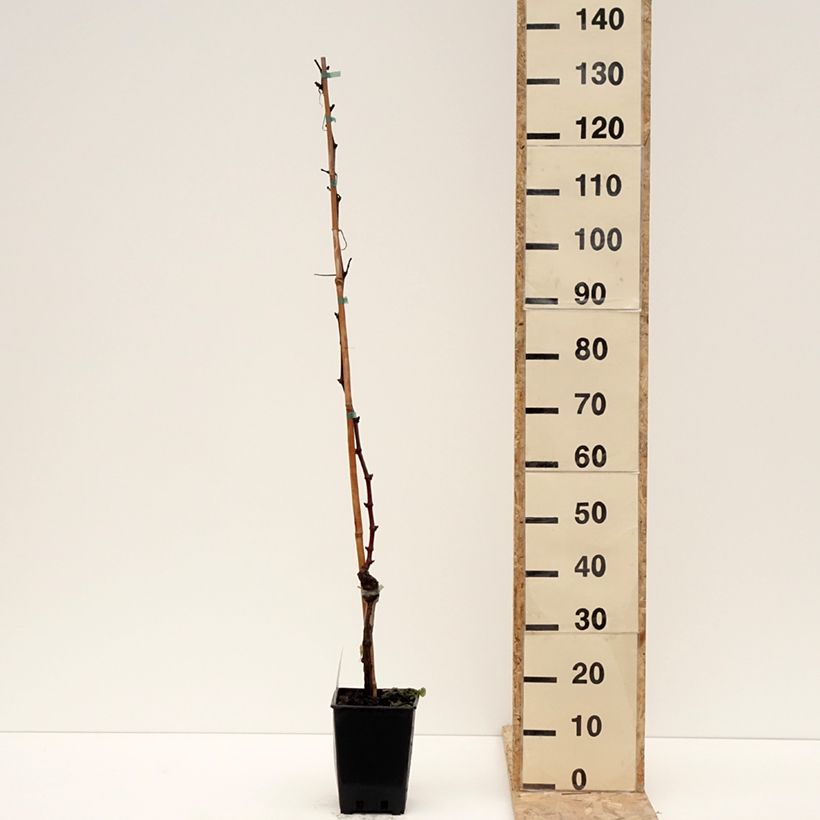 Vid Leopoldo Maceta 1,5L/2L Ejemplar entregado en invierno