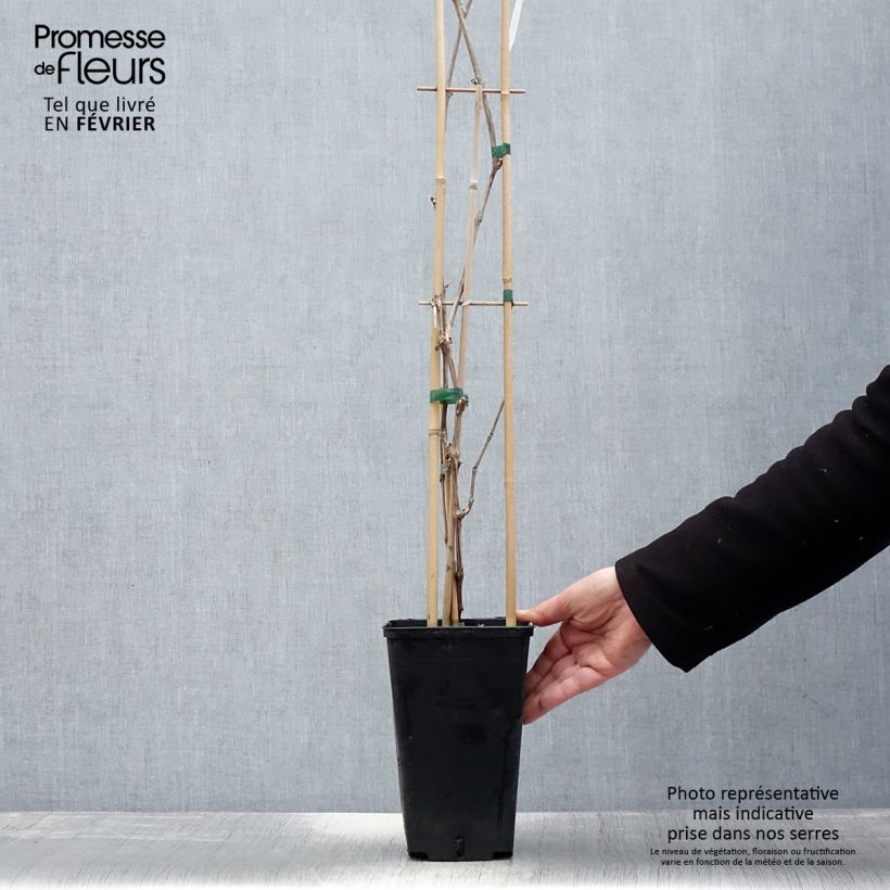 Vid Lilla Maceta 3L/4L Ejemplar entregado en invierno