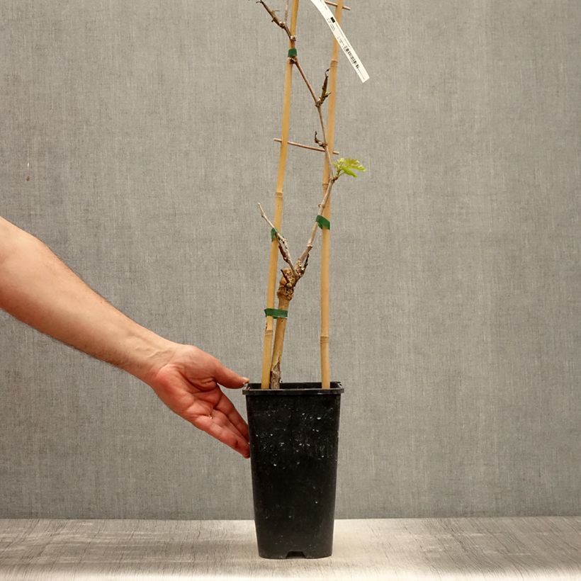 Vid Lilla Maceta 3L/4L Ejemplar entregado en la primavera