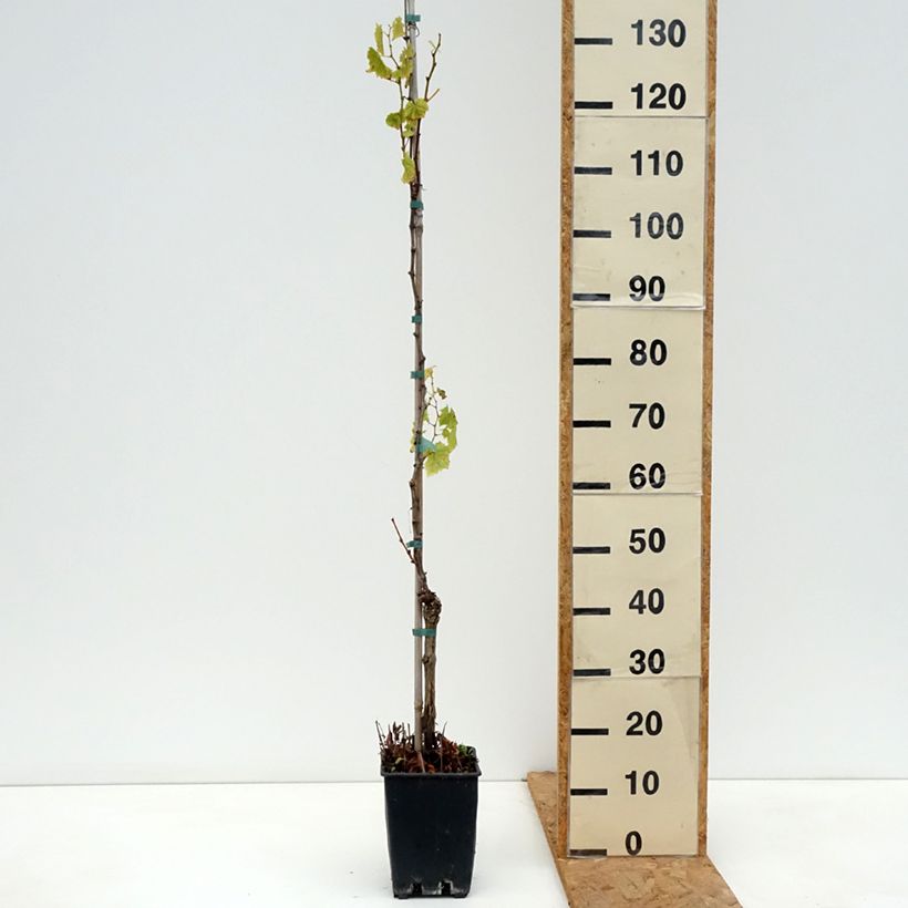 Ejemplar de Vid Luglienga Maceta 1,5L/2L entregado en otoño