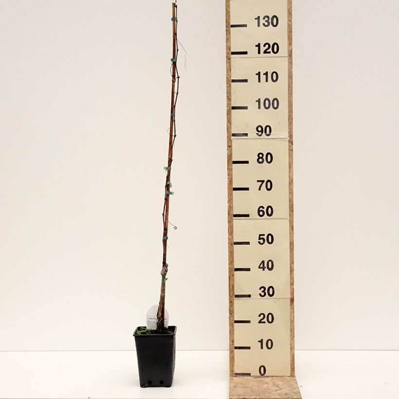 Vid Luglienga Maceta 1,5L/2L Ejemplar entregado en invierno