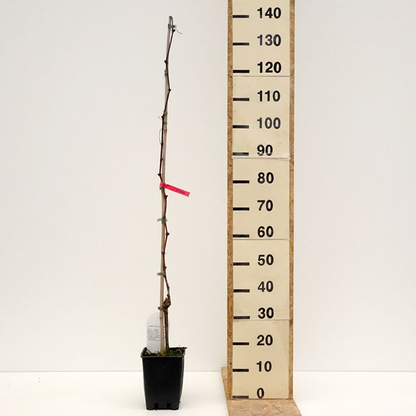 Vid Luglienga Maceta 1,5L/2L Ejemplar entregado en la primavera