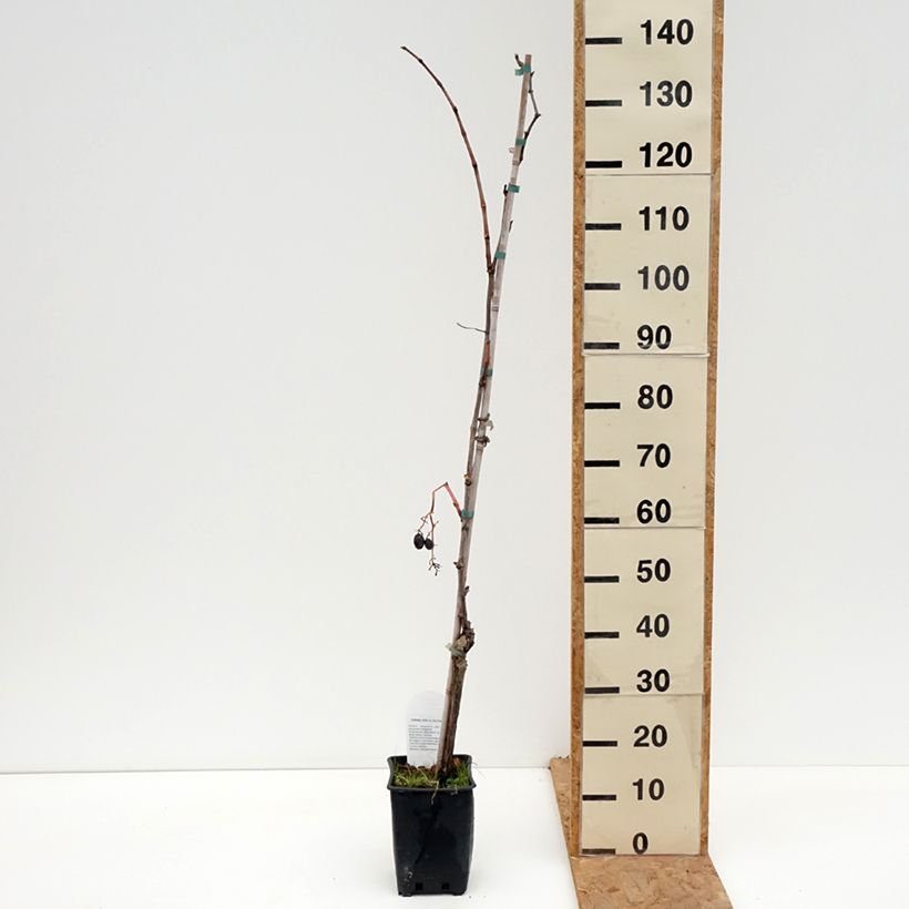 Ejemplar de Vid Michele Palieri Maceta 1,5L/2L entregado en otoño