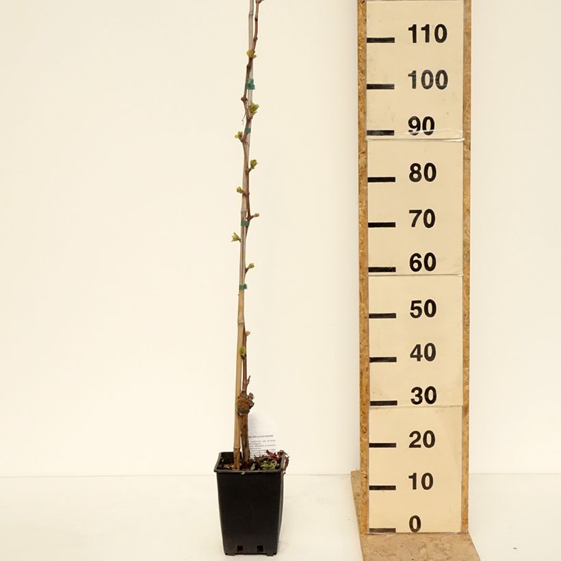 Vid Michele Palieri Maceta 1,5L/2L Ejemplar entregado en la primavera