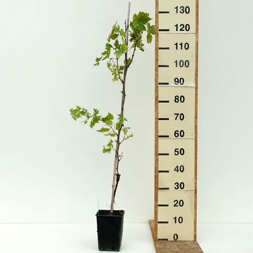 Ejemplar de Vigne de table Moscato d'Adda - Vitis vinifera Pot de 1,5L/2L entregado en verano