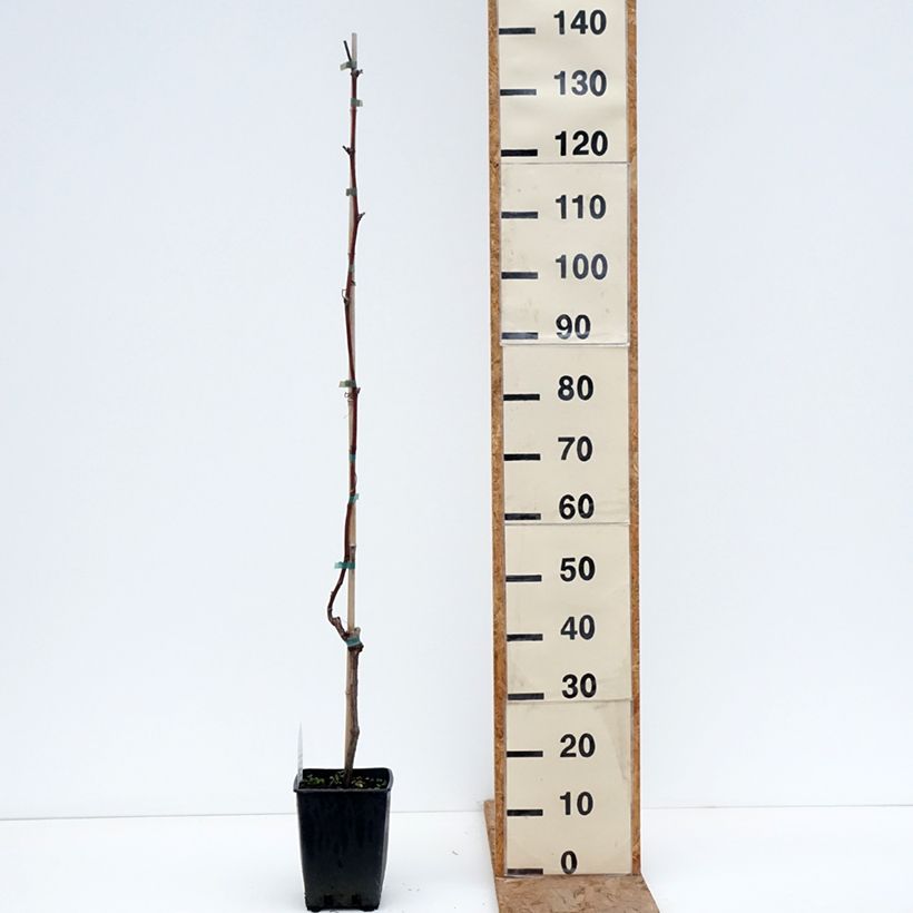 Vid Opalina Maceta 1,5L/2L Ejemplar entregado en invierno