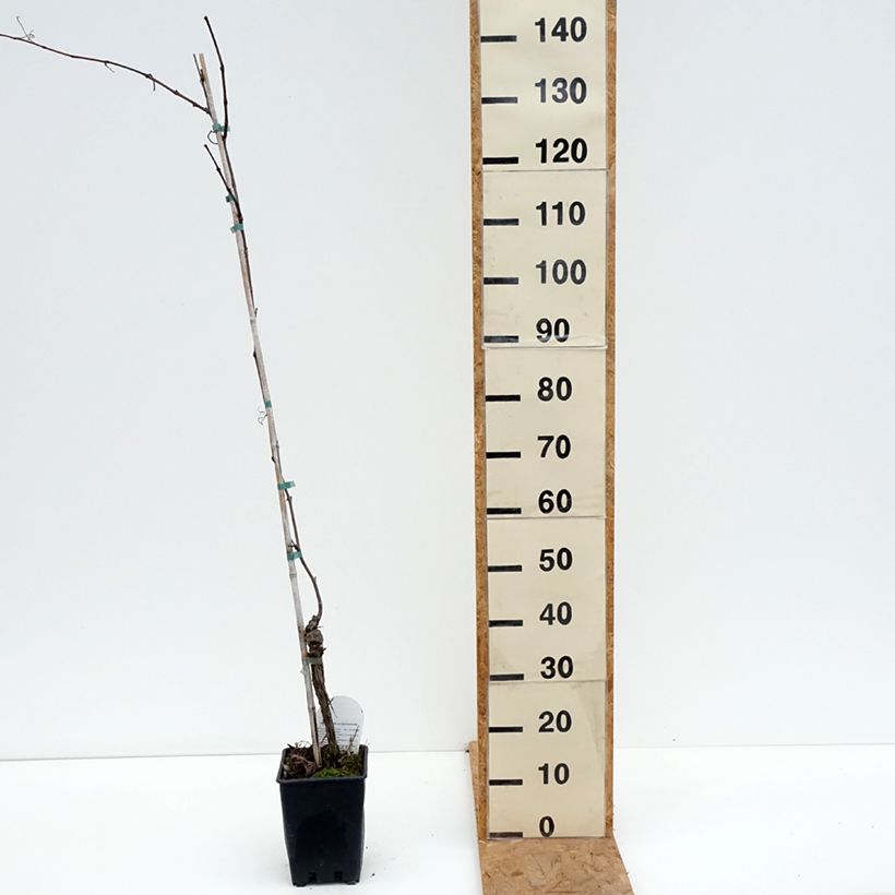 Ejemplar de Vigne de table Opalina - Vitis hybrida Pot de 3L/4L entregado en otoño