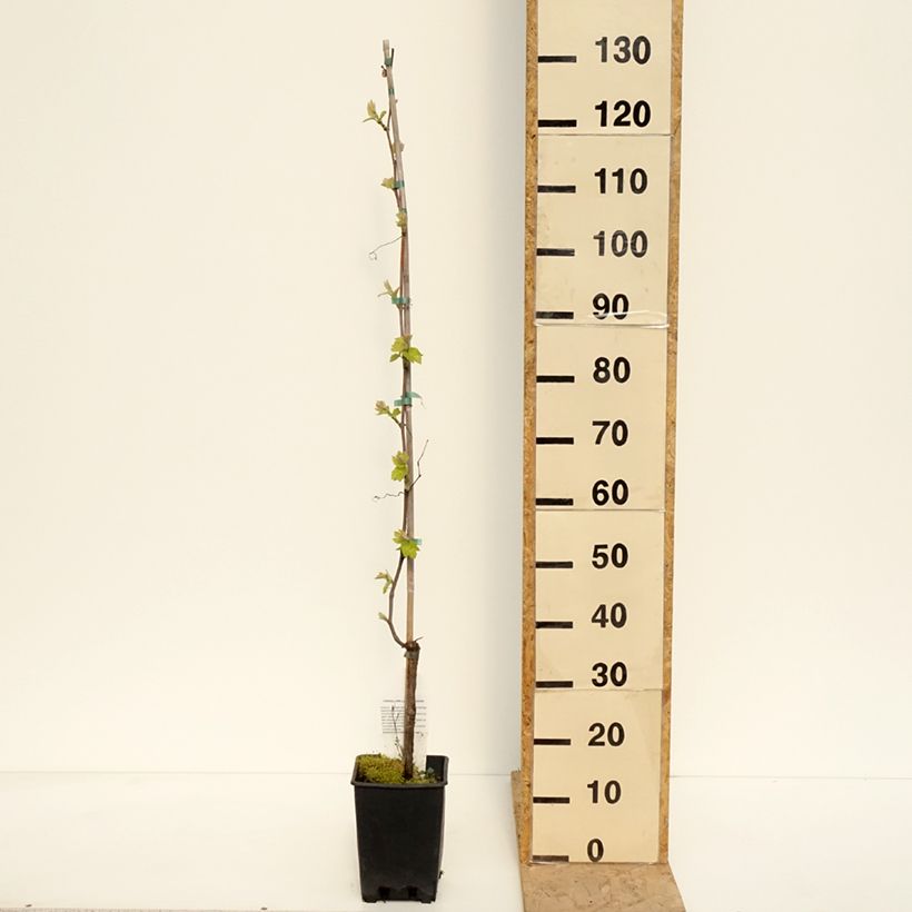 Vid Opalina Maceta 3L/4L Ejemplar entregado en la primavera