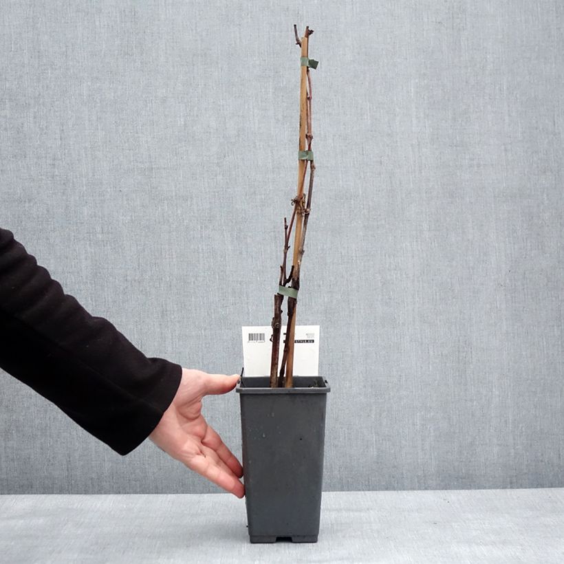 Vid Picurka Maceta 1,5L/2L, Formación arbustiva Ejemplar entregado en invierno