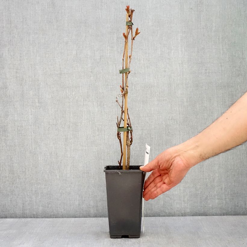 Vid Picurka Maceta 1,5L/2L, Formación arbustiva Ejemplar entregado en la primavera