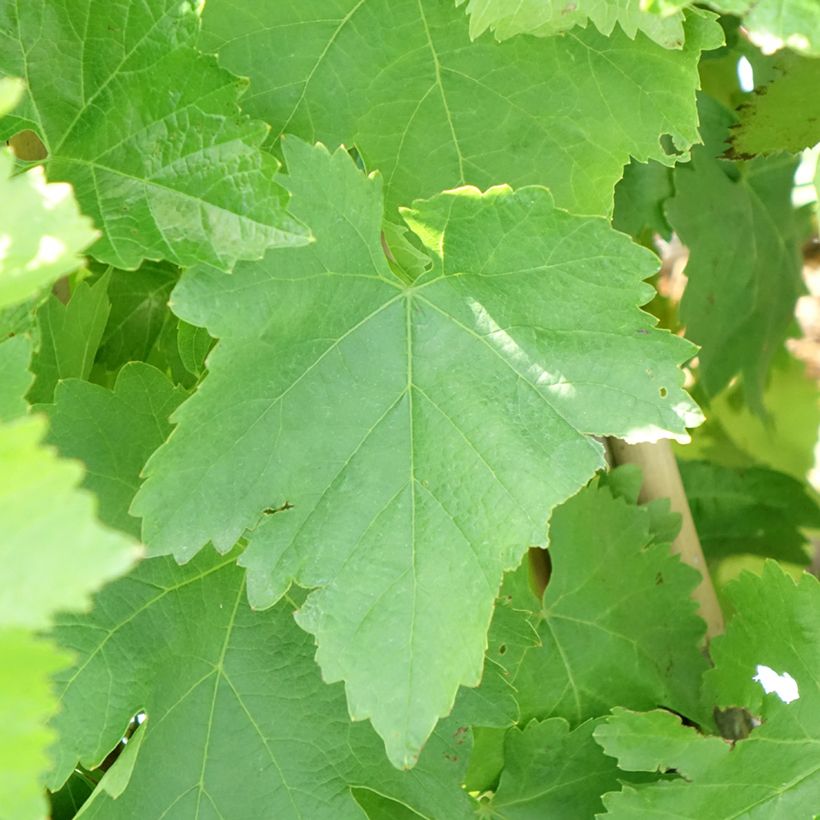 Vid Pizzutello Bianco (Cornichon blanc) (Follaje)