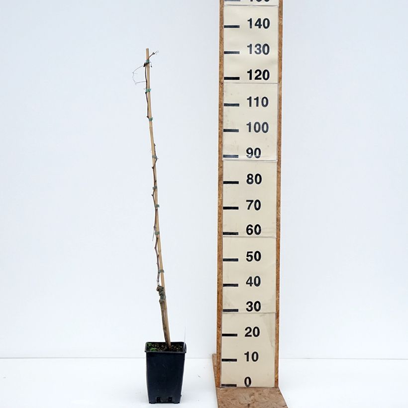 Vid Pizzutello Nero Maceta 1,5L/2L Ejemplar entregado en invierno