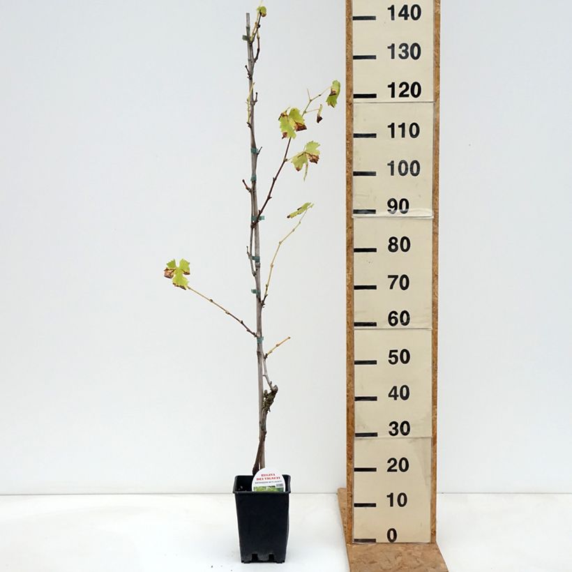 Ejemplar de Vid Regina dei Vigneti (Incrocio Mathiasz 140) Maceta 1,5L/2L entregado en otoño