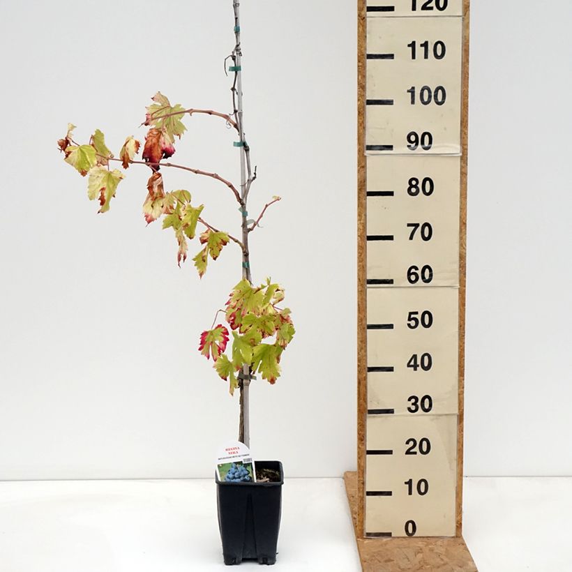 Ejemplar de Vid Regina Nera Maceta 1,5L/2L entregado en otoño