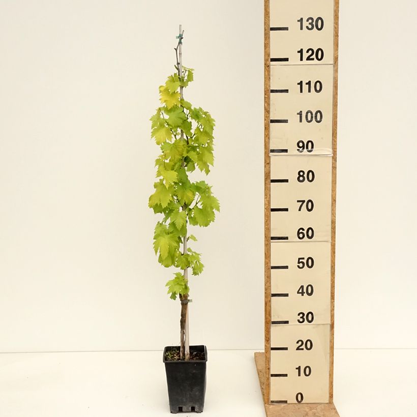 Vid Regina Nera Maceta 1,5L/2L Ejemplar entregado en la primavera