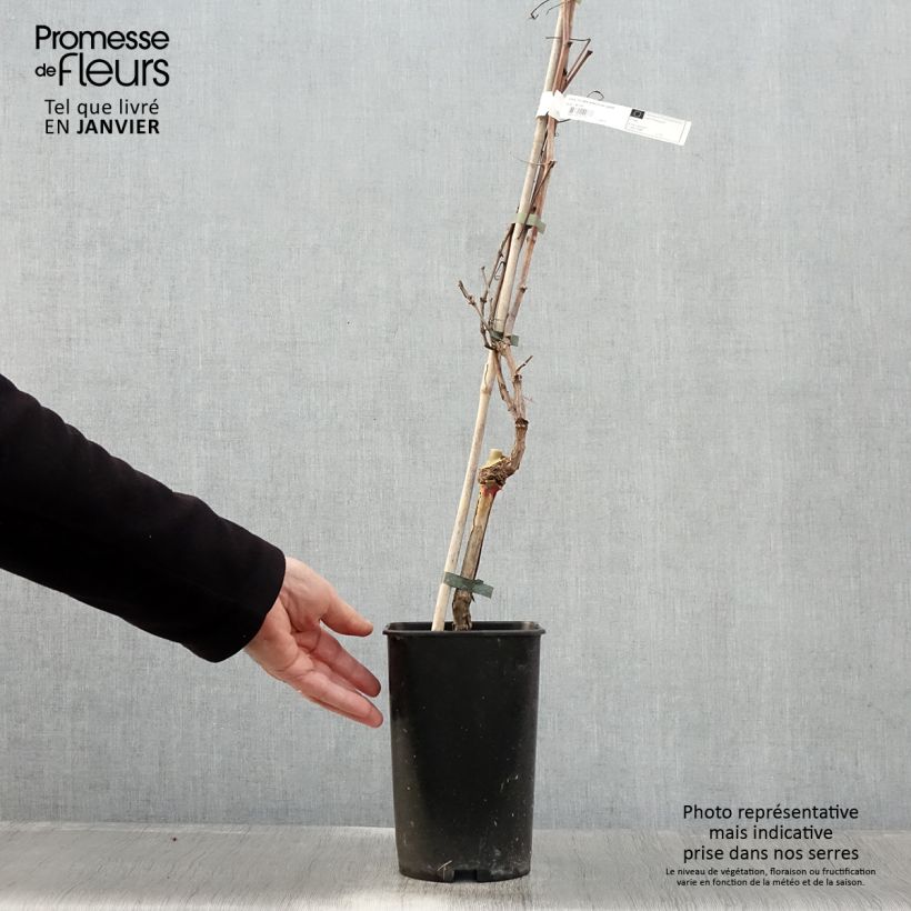 Vid Roi des Précoces Maceta 2L/3L Ejemplar entregado en invierno