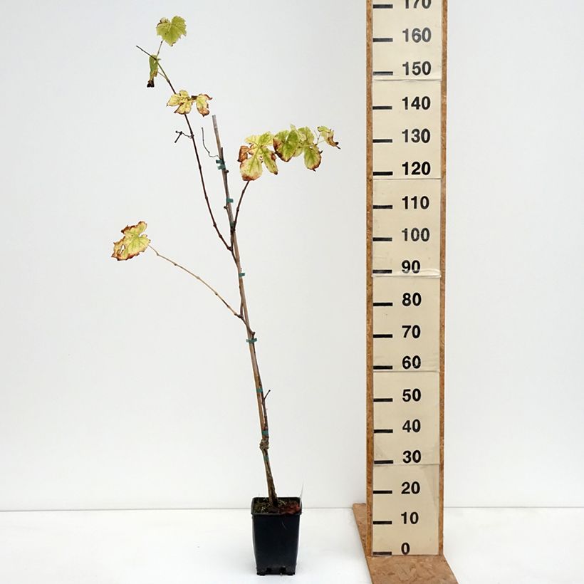 Ejemplar de Vid Topazia Maceta 3L/4L entregado en otoño