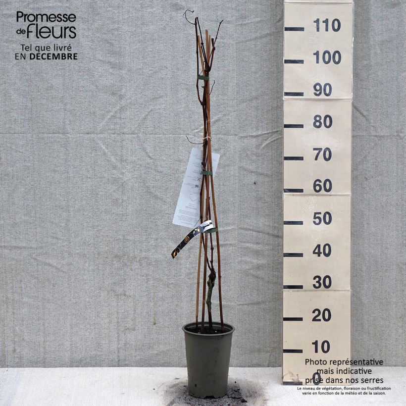 Vid Vanessa Maceta 2L/3L Ejemplar entregado en invierno