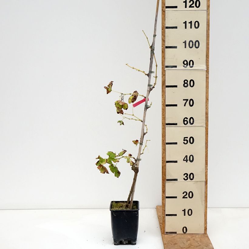 Ejemplar de Vid Vittoria Maceta 1,5L/2L entregado en otoño