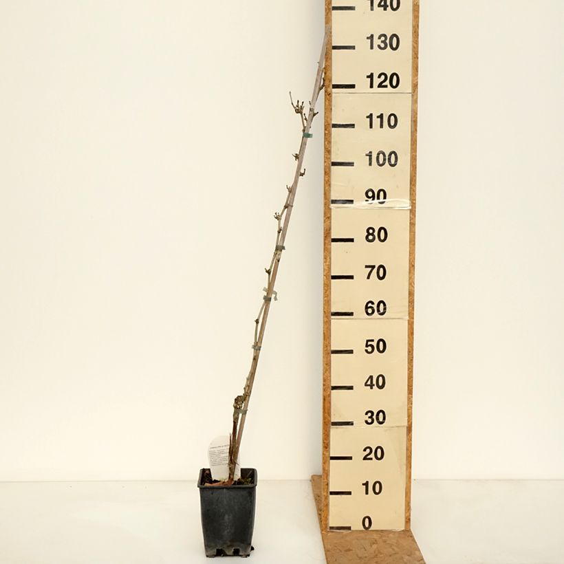 Ejemplar de Vid Delizia di Vaprio Maceta 3L/4L entregado en otoño