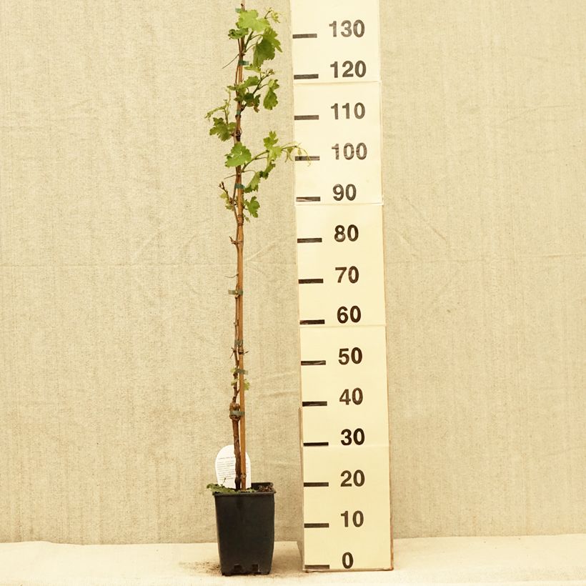 Vid Delizia di Vaprio Maceta 3L/4L Ejemplar entregado en la primavera