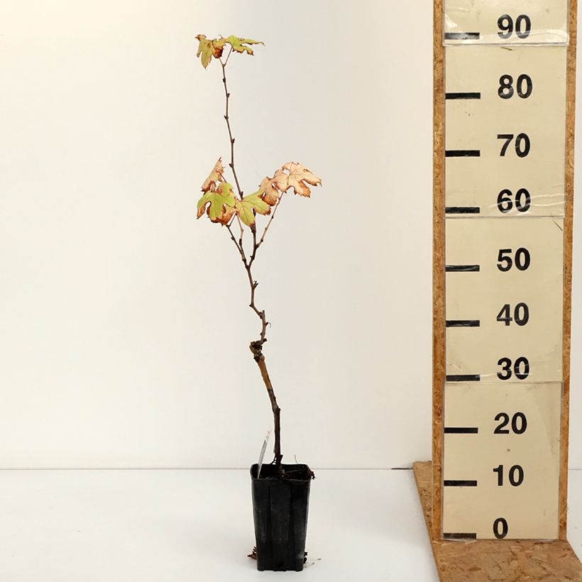 Ejemplar de Vid Dolcetto Maceta 1,5L/2L entregado en otoño