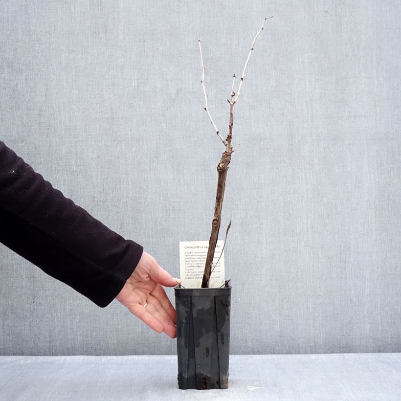 Vid Dolcetto Maceta 1,5L/2L Ejemplar entregado en invierno