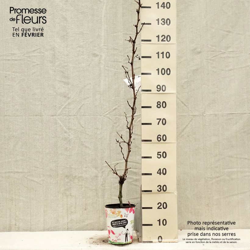 Vid EVITA Maceta 4L/5L Ejemplar entregado en invierno