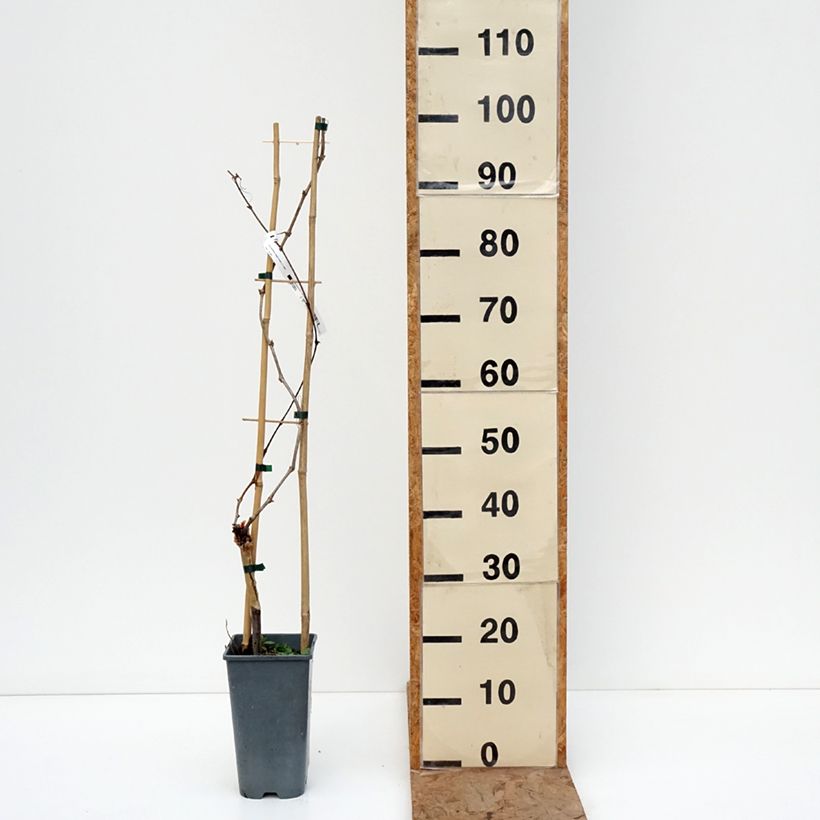 Vid exalta ZPd4 Maceta 2L/3L Ejemplar entregado en invierno