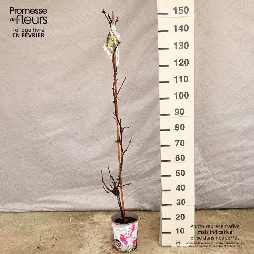 Vid Fanny Maceta 4L/5L Ejemplar entregado en invierno