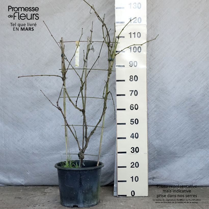 Vid Fanny Maceta 12L/15L Ejemplar entregado en la primavera