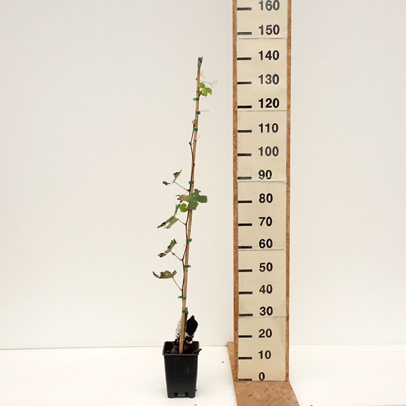 Ejemplar de Vid Fragola Bianca Maceta 1,5L/2L entregado en otoño