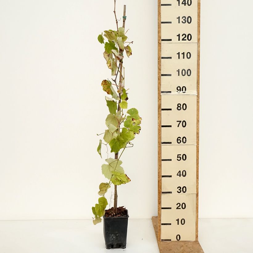 Ejemplar de Vid Fragola Nera Précoce Maceta 1,5L/2L entregado en otoño