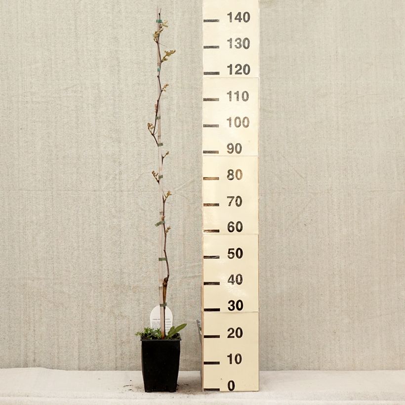 Vid Fragola Nera Maceta 4L/5L Ejemplar entregado en la primavera