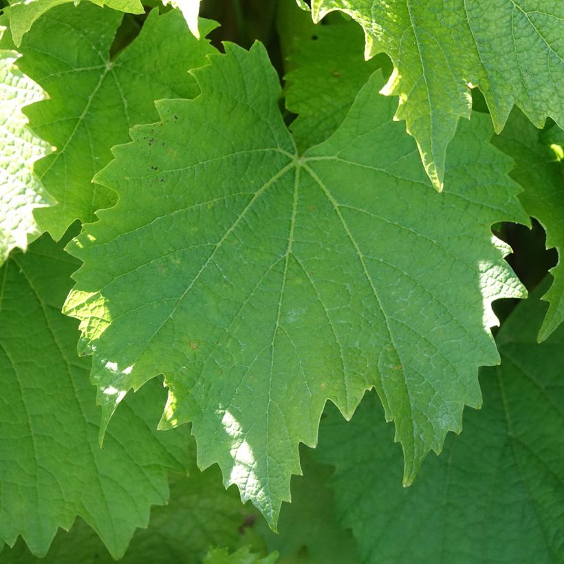 Vigne Galante (Follaje)