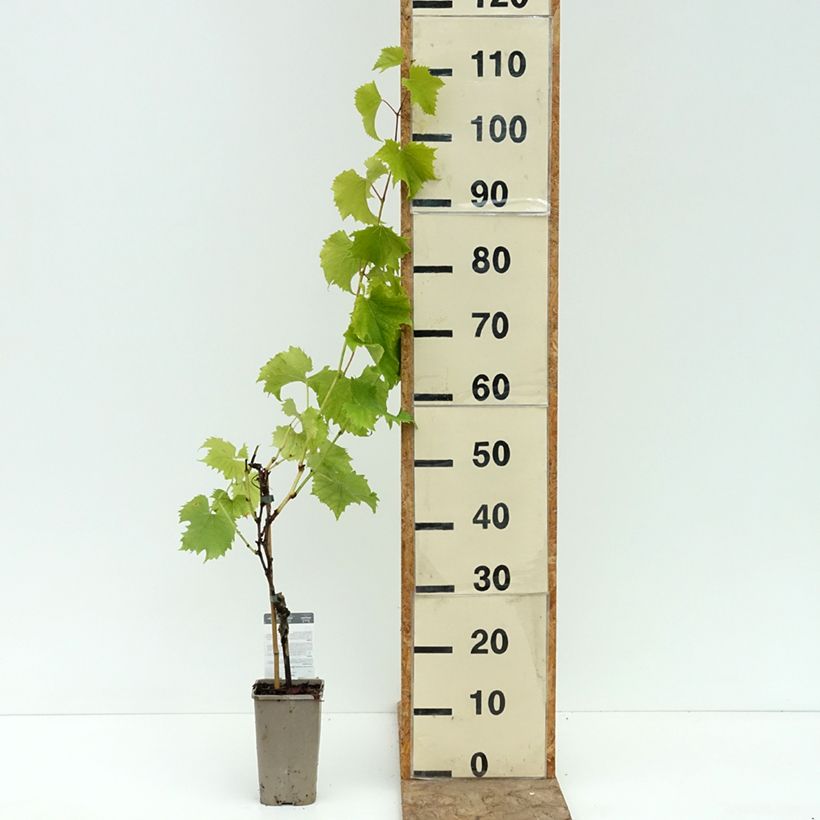Ejemplar de Vigne Galante Pot de 1,5L/2L entregado en verano