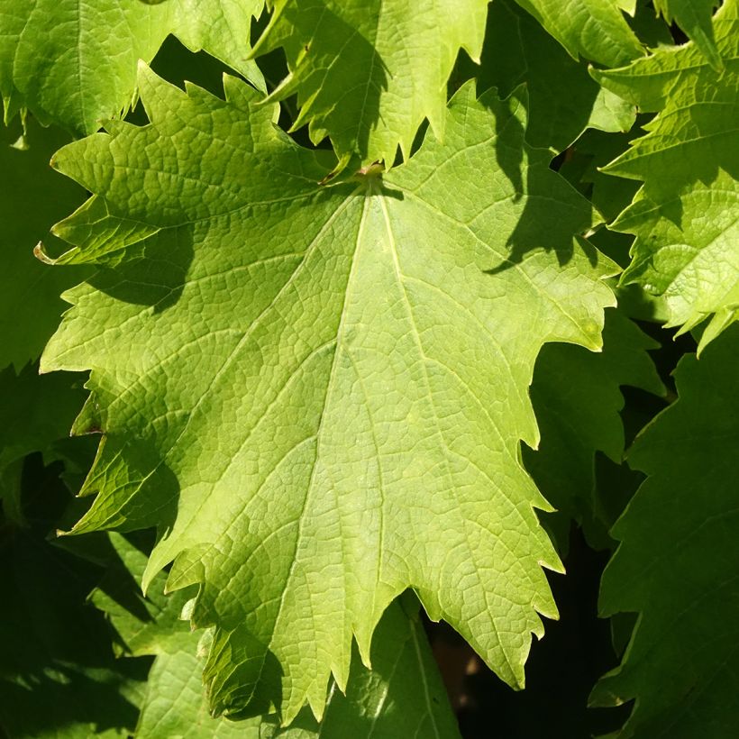 Vigne Garant - Vigne de table dorée (Follaje)