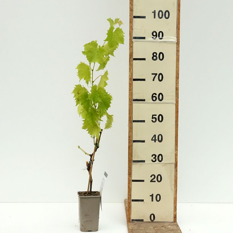 Ejemplar de Vigne Garant - Vigne de table dorée Pot de 1,5L/2L entregado en verano